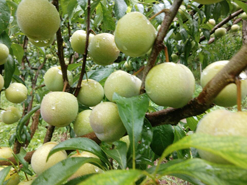 6731������Ϸ(�й���)-�ٷ���վ