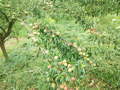 6731������Ϸ(�й���)-�ٷ���վ